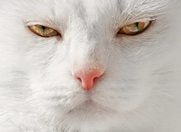 Skönhet ansikte av persisk katt — Stockfoto