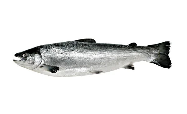 Izole büyük somon balığı — Stok fotoğraf