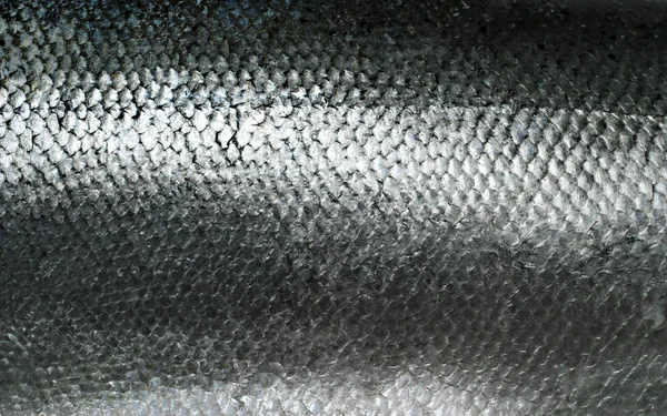Lososovou rybí šupiny grunge textura — Stock fotografie