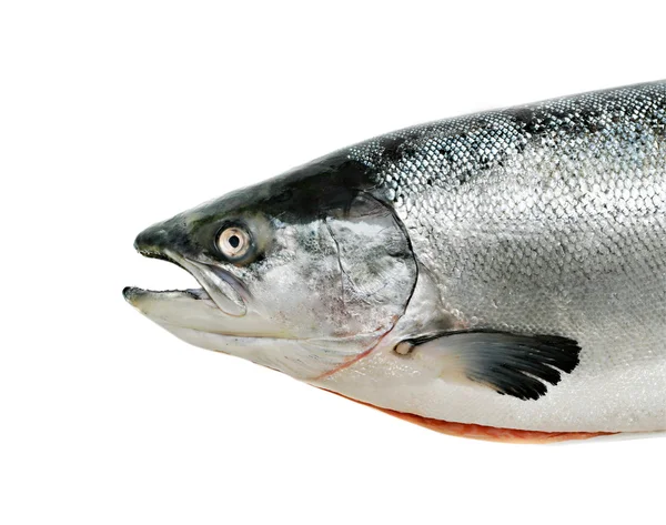 Ryby łosoś z bliska na białym tle — Zdjęcie stockowe