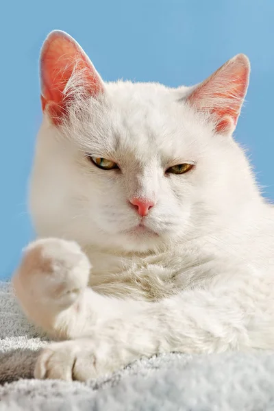Relax beyaz kedi — Stok fotoğraf