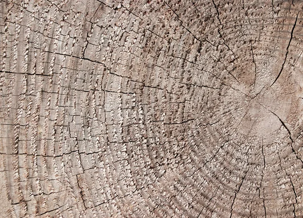 Textura Corte de árbol — Foto de Stock