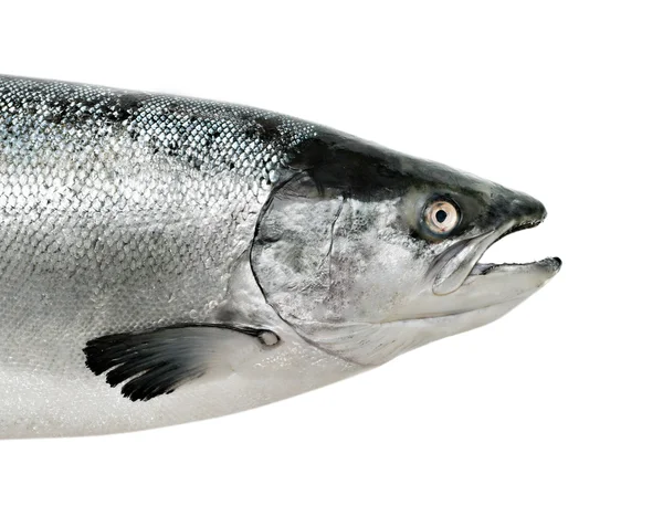 Pesce salmone da vicino isolato — Foto Stock