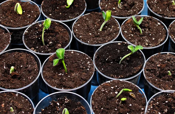 Green seedlings — Stock Photo, Image
