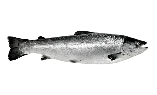 Izole büyük somon balığı — Stok fotoğraf