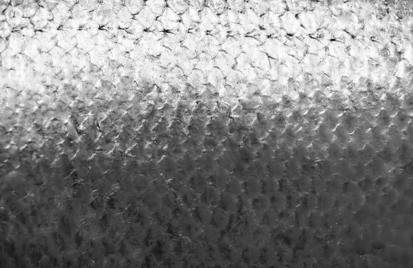 Salmon fish scales — Stock Photo, Image