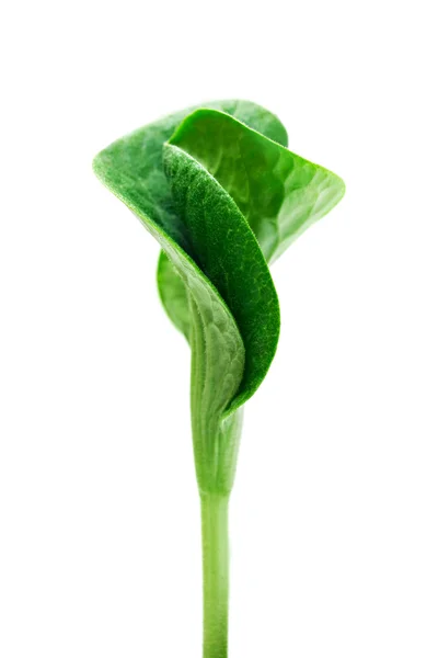Gröna spira isolerade — Stockfoto