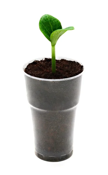 Groene spruit in de pot — Stockfoto