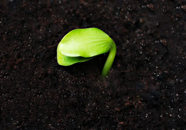 Green sprout — Stock Photo, Image