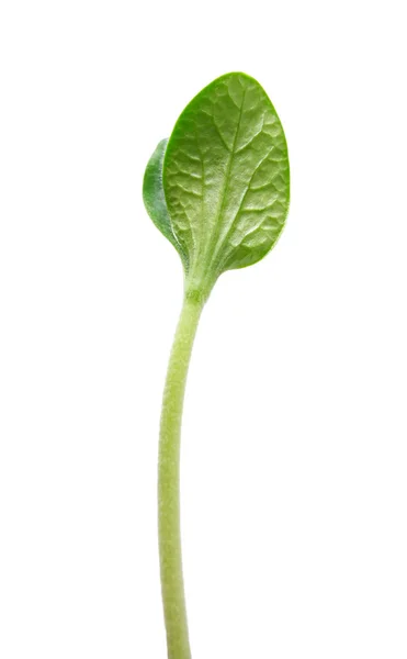 Gröna spira — Stockfoto