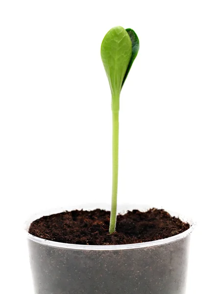 Green sprout — Stock Photo, Image