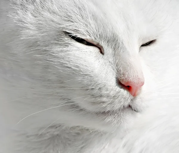 Närbild av vit katt — Stockfoto