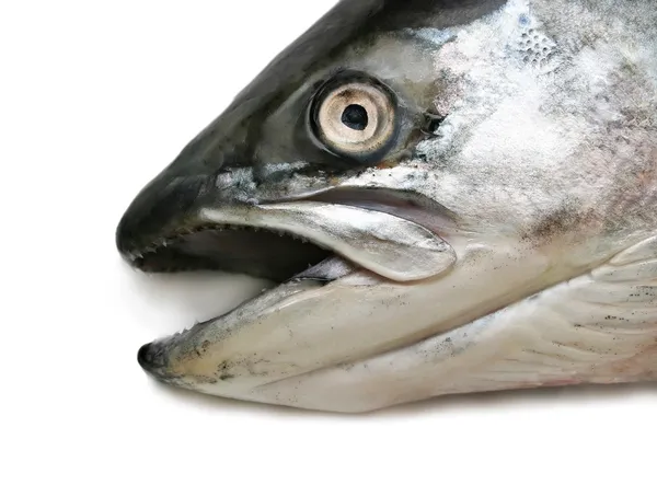 Testa di salmone — Foto Stock
