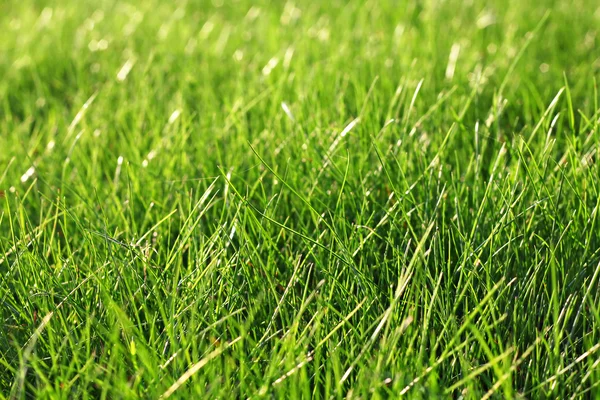 草の背景 — ストック写真