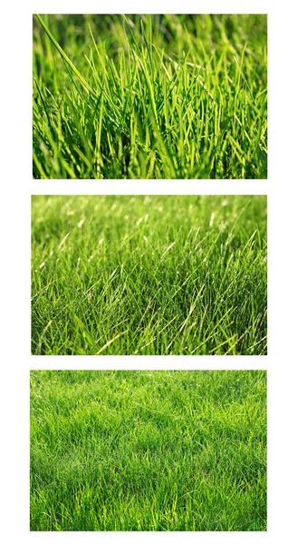 Grönt gräs uppsättning — Stockfoto