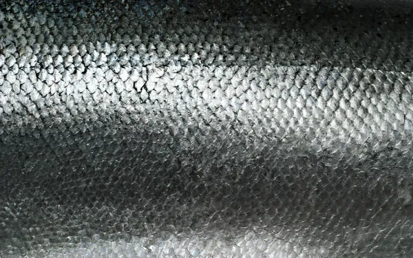 Escamas de salmón textura grunge Imagen De Stock