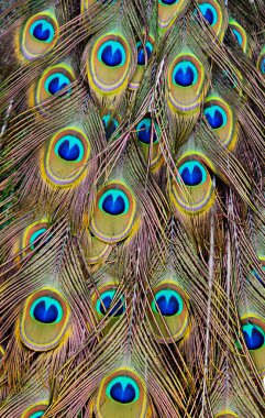 Peacock background clipart