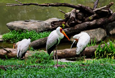 Yellow-billed stork clipart