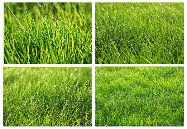 Зелена трава набір — стокове фото