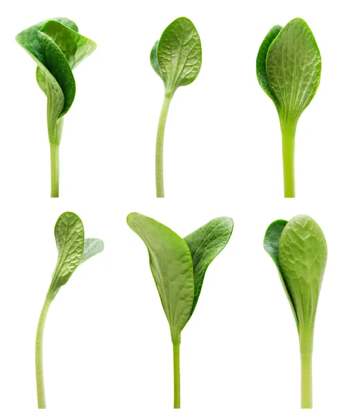 Зеленый набор ростков — стоковое фото