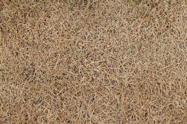 Trockenes Gras — Stockfoto