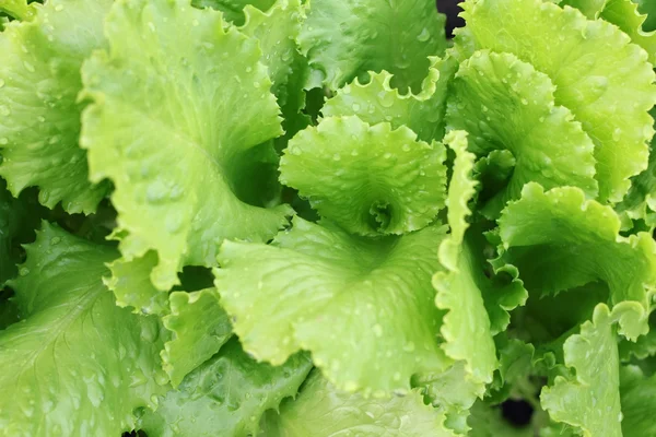 Tuoreet salaatit — kuvapankkivalokuva