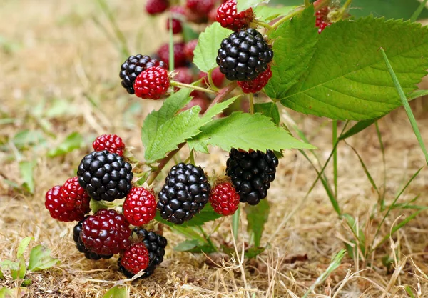 BlackBerry bush — Stockfoto