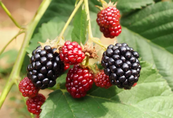BlackBerry bush — Stok fotoğraf