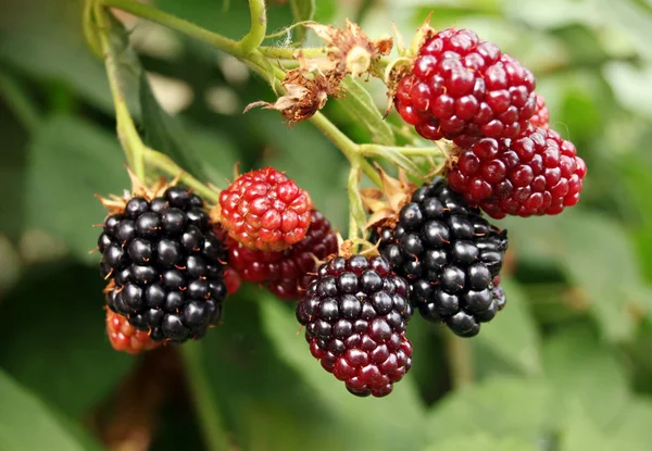 BlackBerry bush — Stok fotoğraf