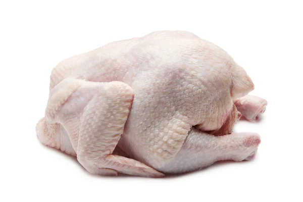 stock image Chicken isolated