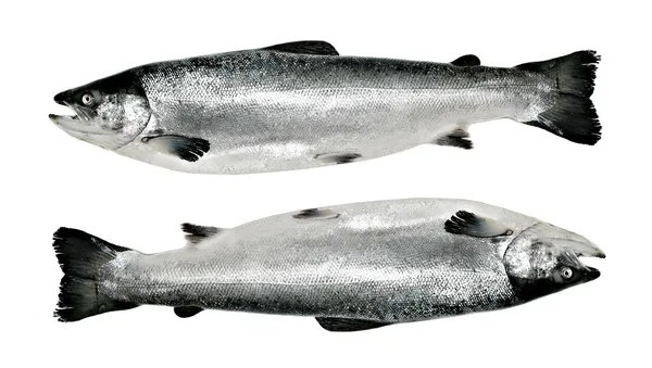 Duże ryby łosoś na białym tle — Zdjęcie stockowe