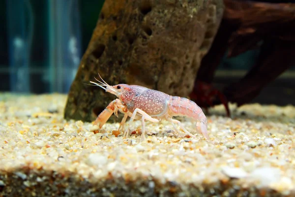 Long nose fish — Stock Photo © saiko3p #5827950