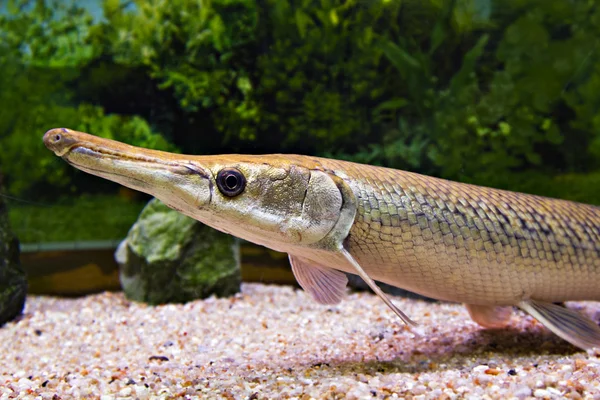 Pesce naso lungo — Foto Stock