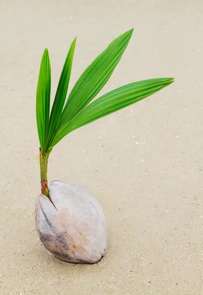 Kokosový výhonek — Stock fotografie