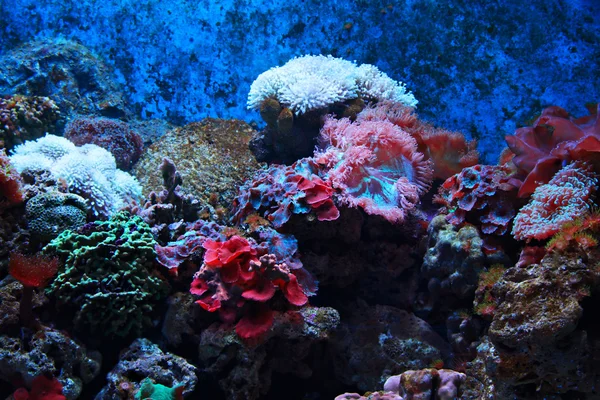 Trópusi tengeri alga és a korallok — Stock Fotó