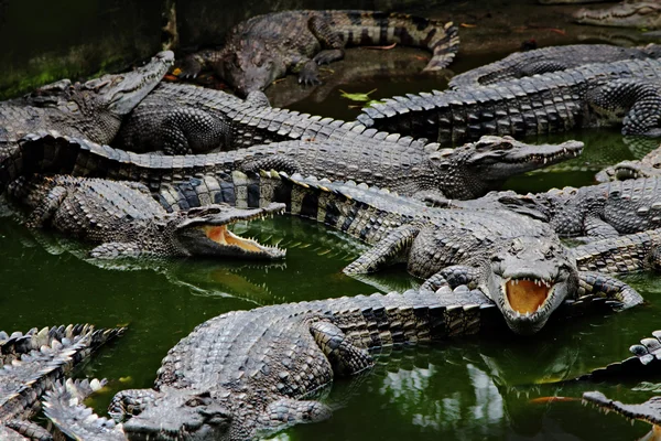Crocodilos na água — Fotografia de Stock