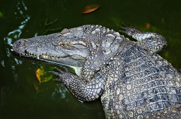Krokodil in Großaufnahme — Stockfoto