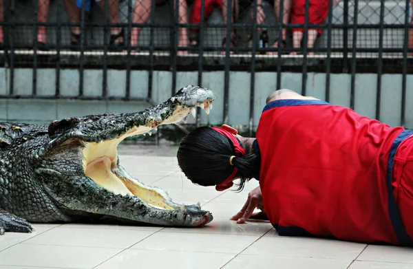 Крокодил шоу — стокове фото