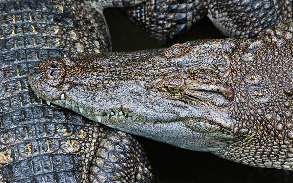 Close-up de crocodilo — Fotografia de Stock