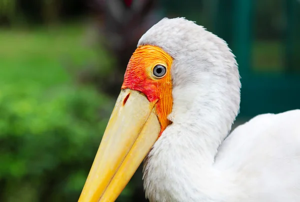 Gulfakturert stork – stockfoto