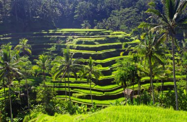 Beauty rice terrace clipart