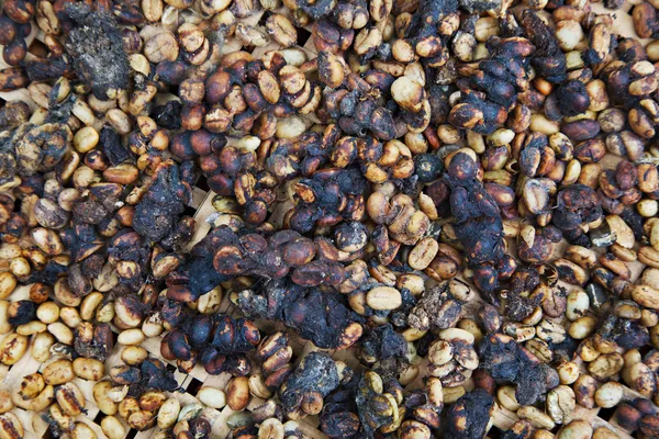 Kopi luwak es una de las variedades de cof más caras del mundo —  Fotos de Stock