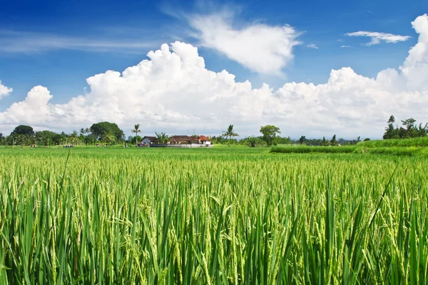 Красивая рисовая терраса — стоковое фото