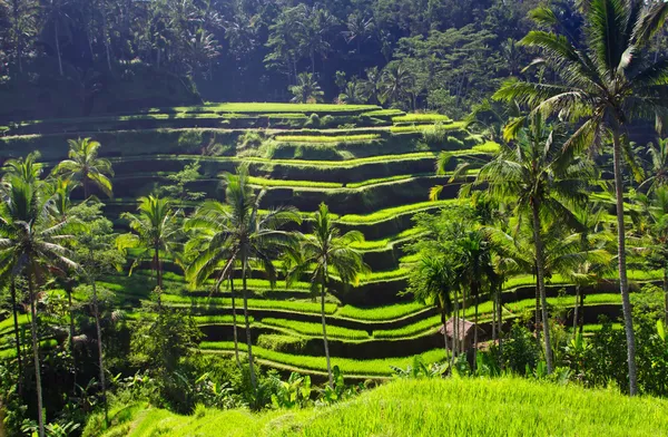 stock image Beauty rice terrace