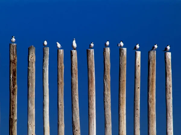 A group of gulls, perched on sticks to the sea — Stock Photo, Image