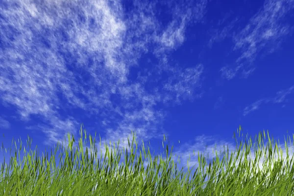 Трава і хмарне небо — стокове фото