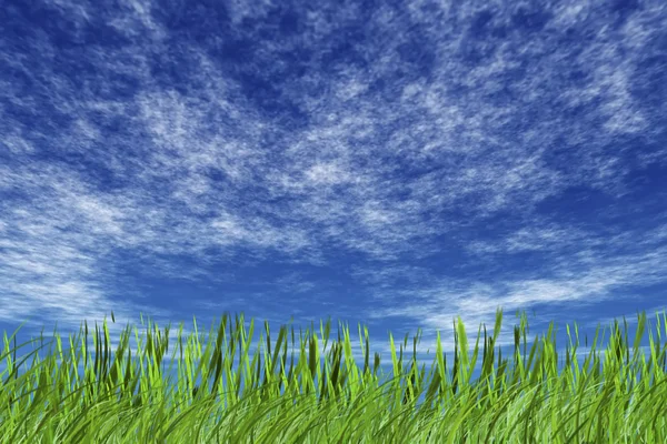 Трава і хмарне небо — стокове фото