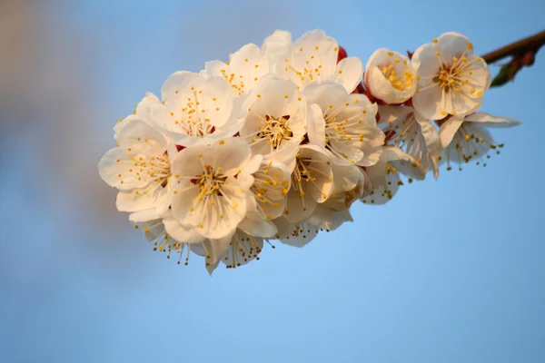 Appricot květiny — Stock fotografie