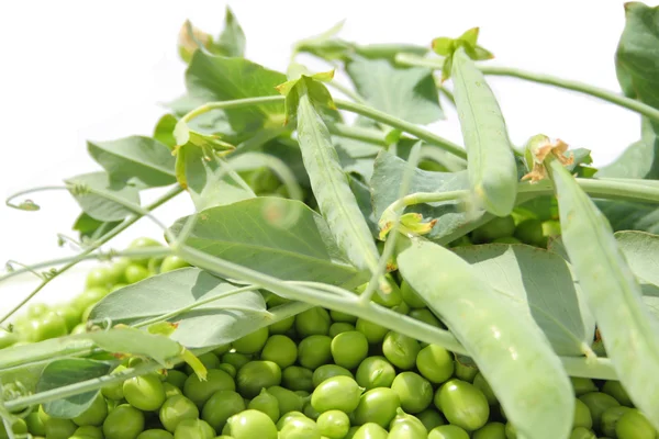 Peas plant — Stock Photo, Image