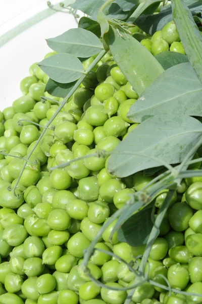 Peas on plate — Stock Photo, Image